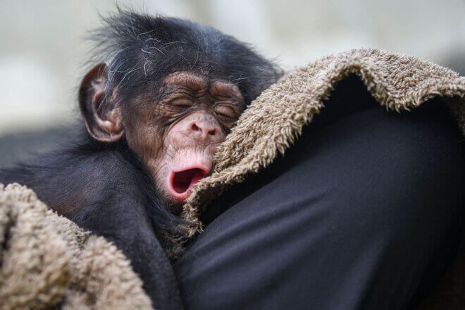 A baby chimpanzee yawning while wrapped in a towel.