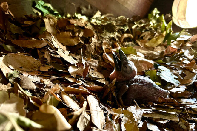 Newly hatched Northern Ground Hornbill Chick resting within fallen leaves.