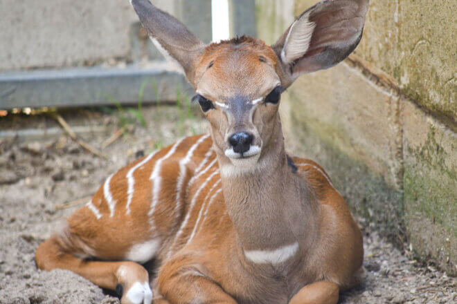 Young Lesser Kudu sitting on the ground outside.