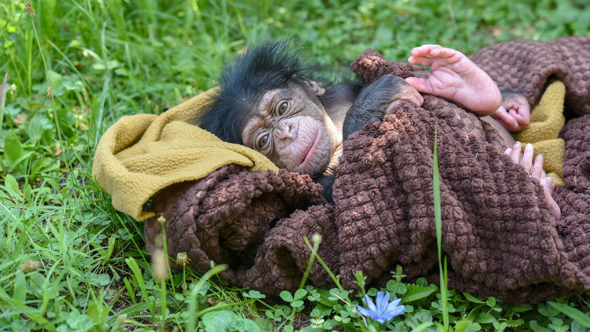 baby chimp laying on blanket in grass