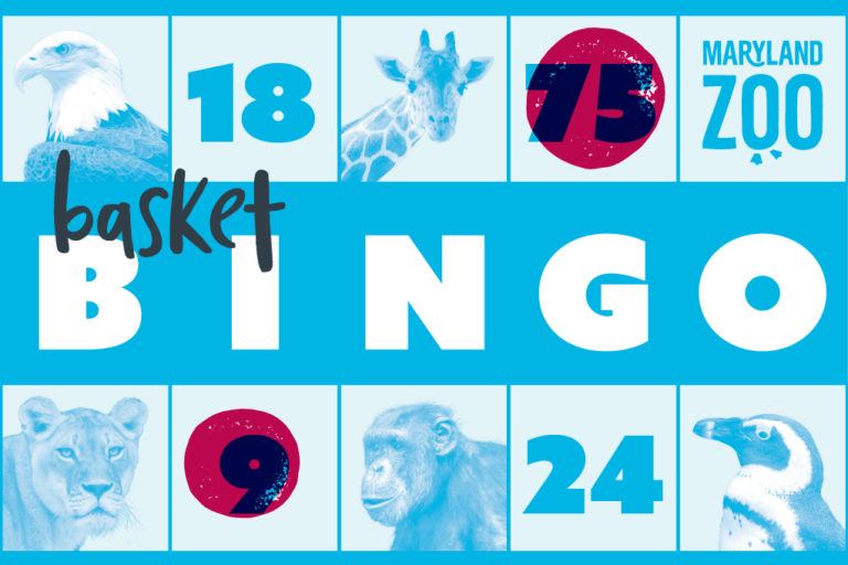 Basket Bingo