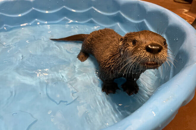 Nora, river otter pup in water