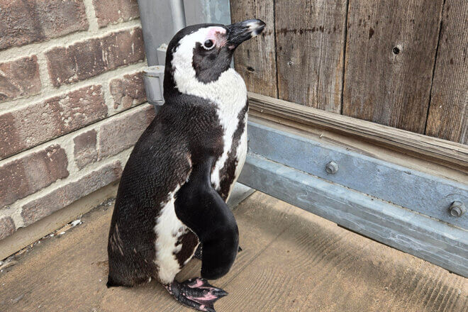 African penguin