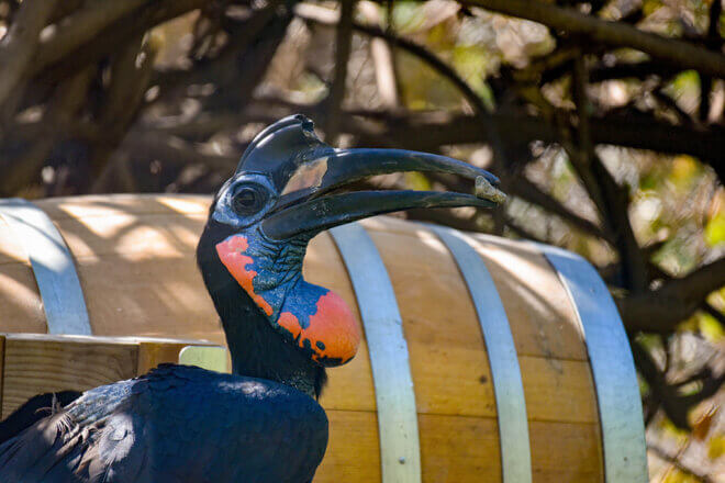 Hornbill with rock in beak