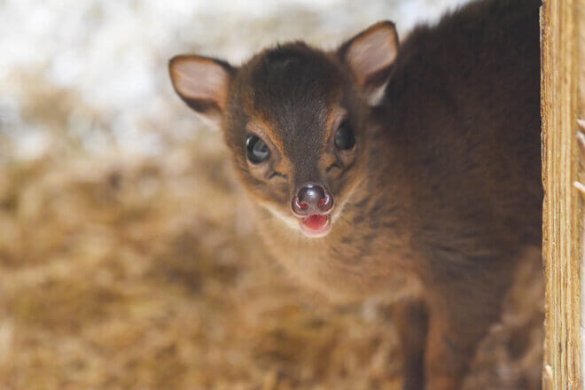 Blue duiker calf