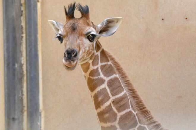 Giraffe Calf Titali