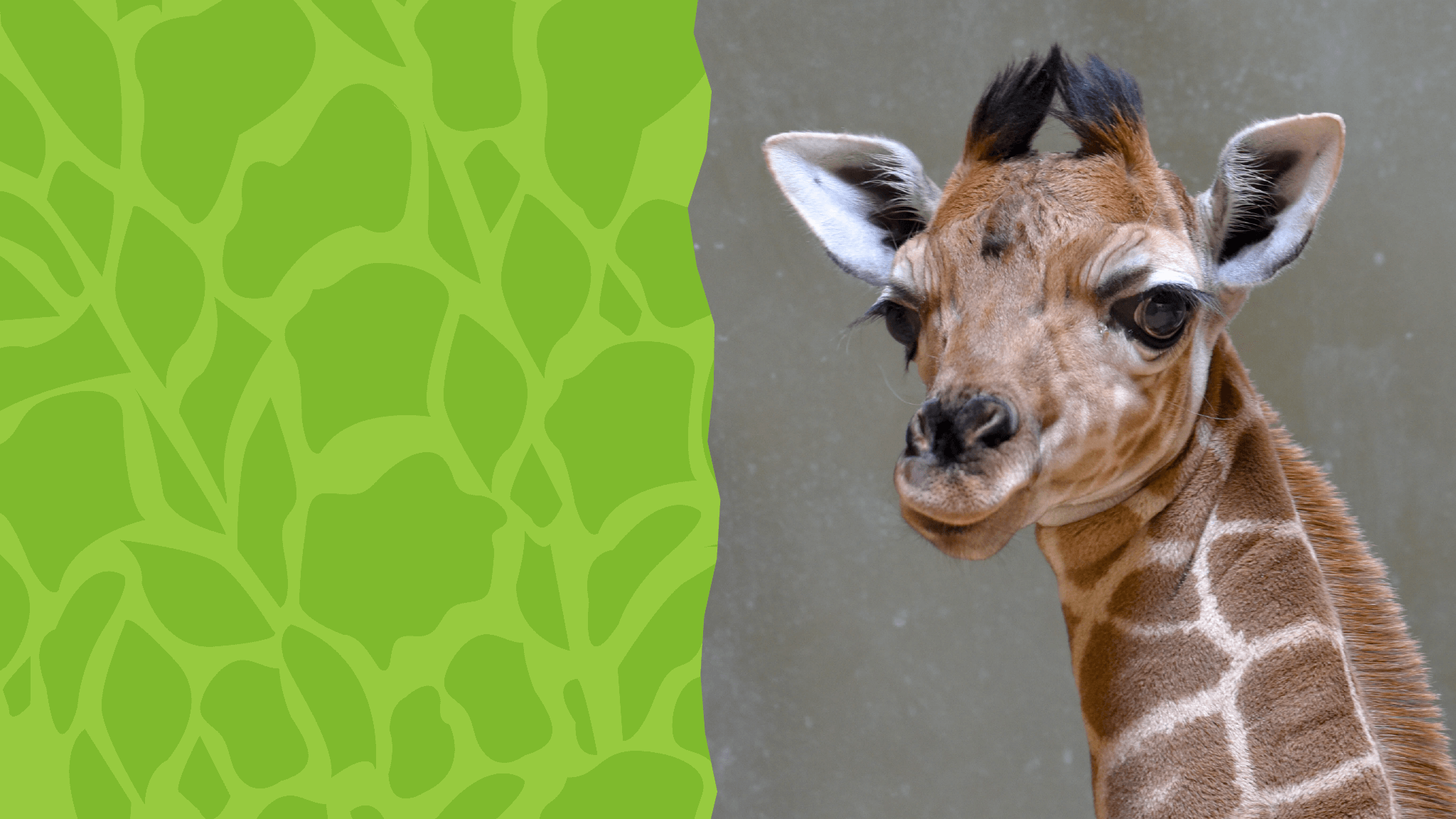 giraffe calf