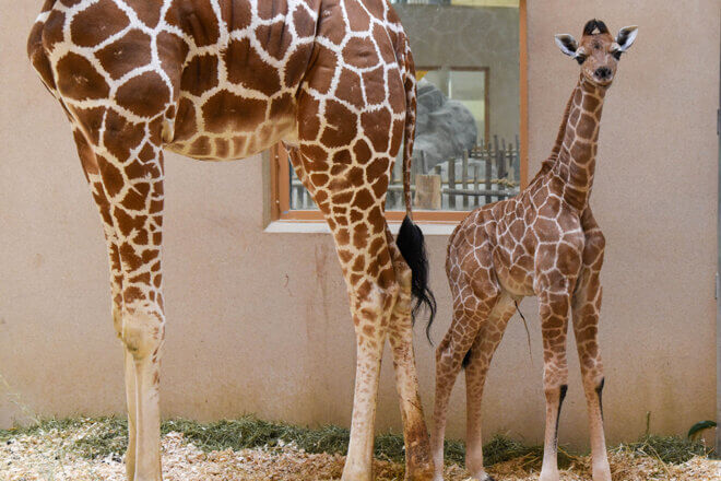 Giraffe calf standing alongside mom