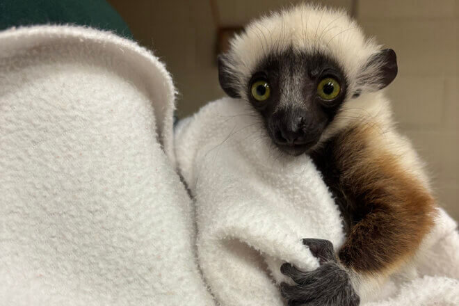 Sifaka baby with keeper