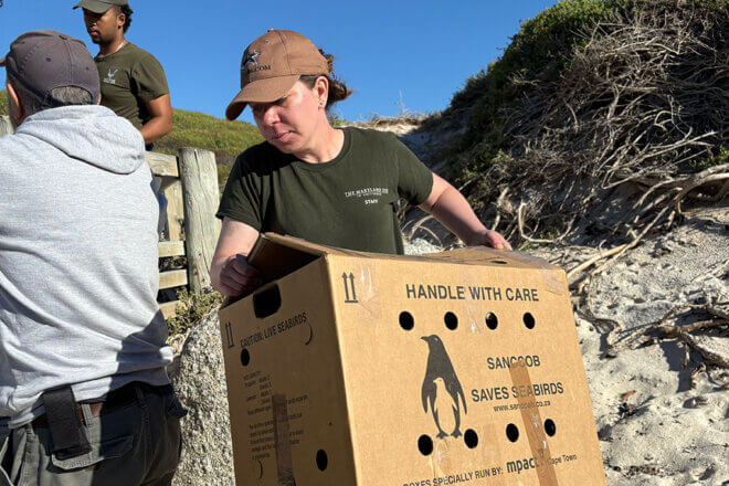 Maryland Zoo staff working on the beach they release rescued African penguins with SANCCOB